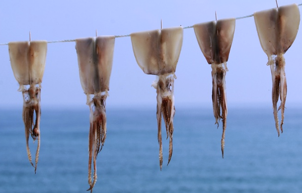 고양이마른오징어