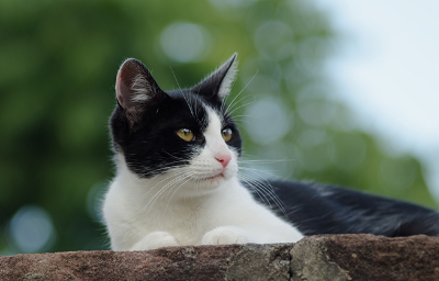나무 위에 있는 고양이