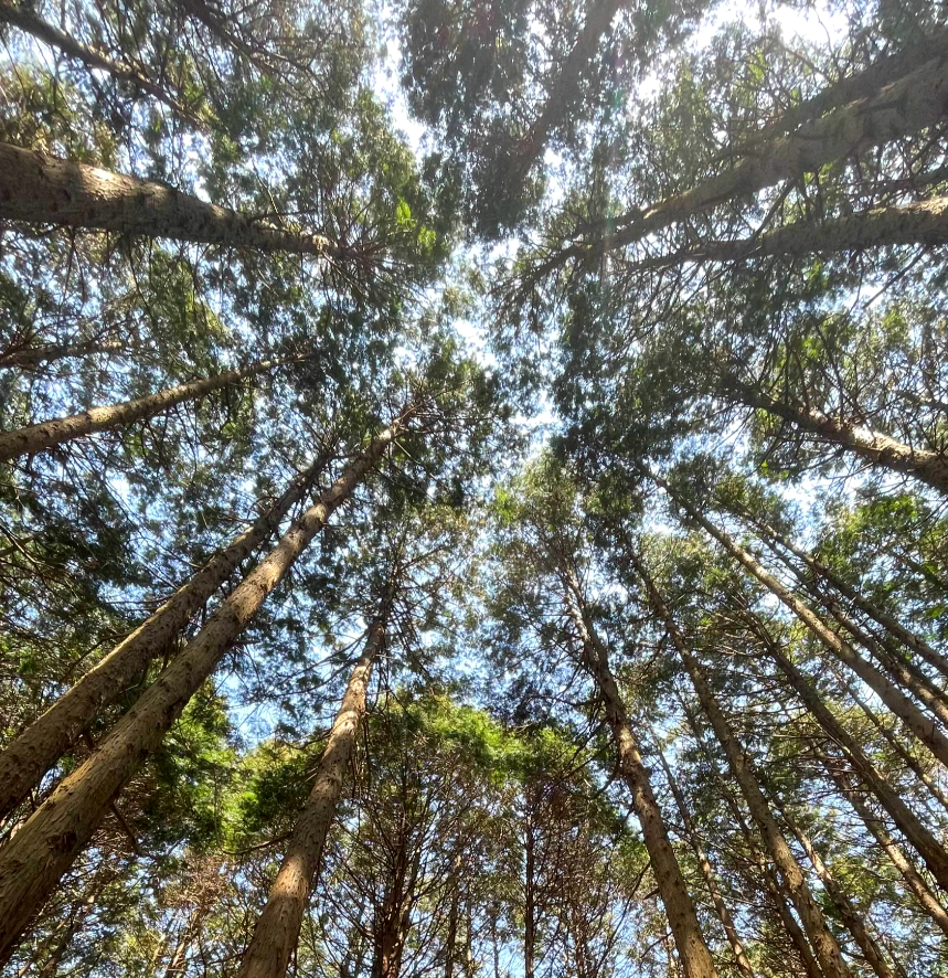 비밀의 숲 편백나무 숲5