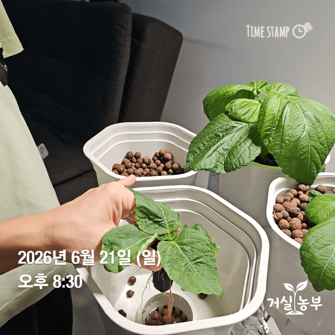 수경재배기에서 꺼낸 깻잎 3호를 하이드로볼 화분으로 옮기는 모습