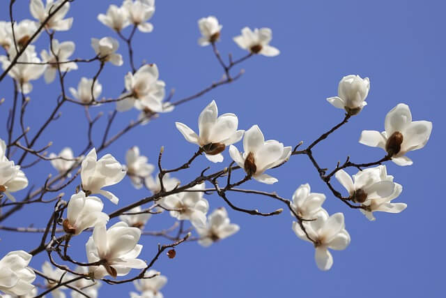 목련꽃