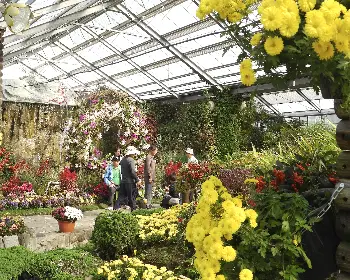 함평 국화축제_25