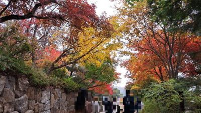 단풍명소_화담숲_자작나무숲