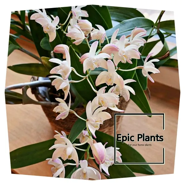 긴기아난 기르는법 꽃피우기 분갈이 물주기 꿀팁_2