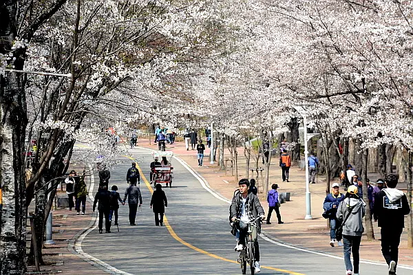 인천대공원 벚꽃