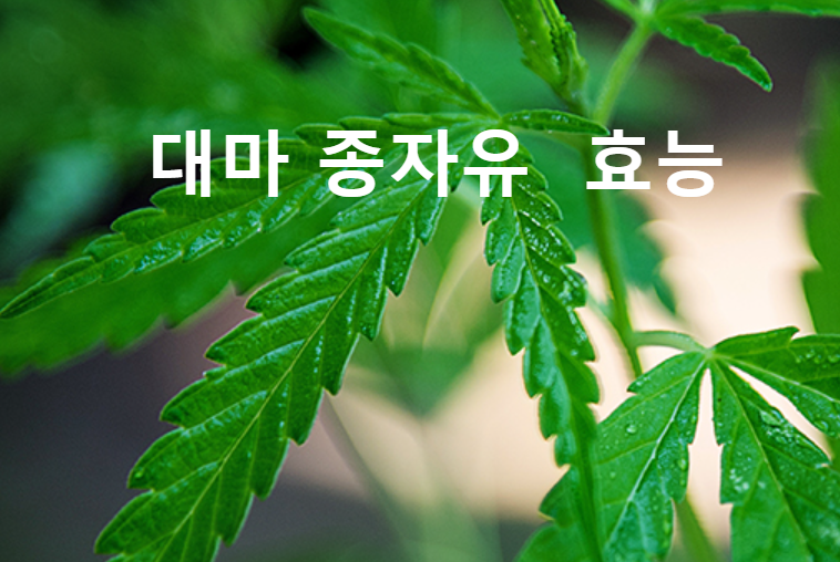 대마 종자유 효능 정말 다르다