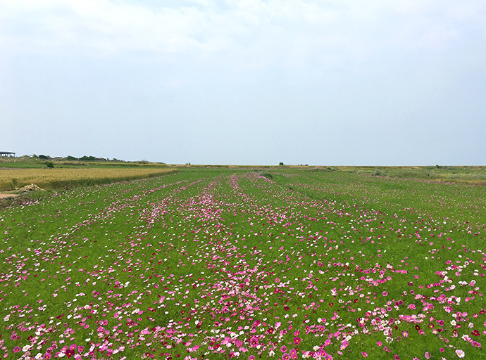 가파도-풍경-자전거-타고-즐기기2
