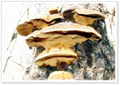 상황버섯 노화방지