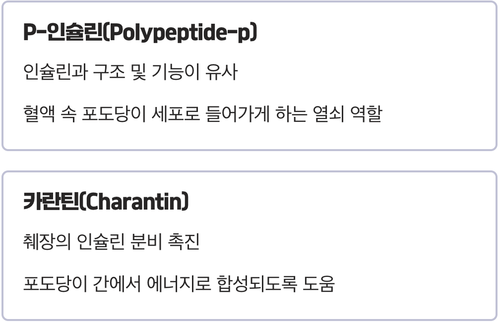 1. 혈당 조절의 핵심, '식물 인슐린'의 비밀