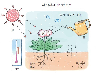 채소 생육 조건
