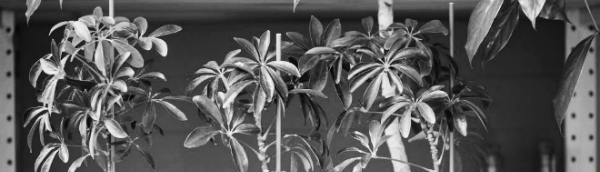 홍콩야자 키우기: 홍콩야자 물주기