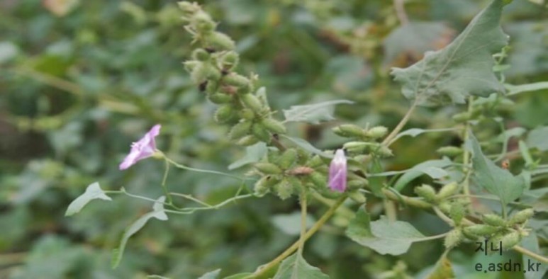 창이자 효능 4가지와 부작용 총정리