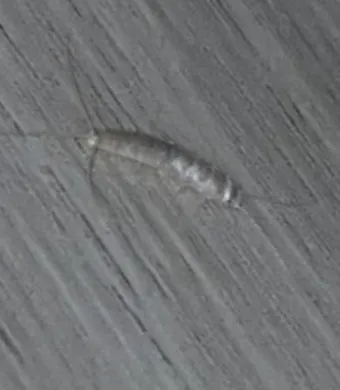 좀벌레 생기는 원인과 퇴치법 하얀벌레 제거 방법_7