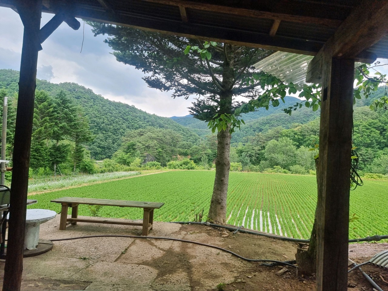 홍천 올챙이국수 6시내고향