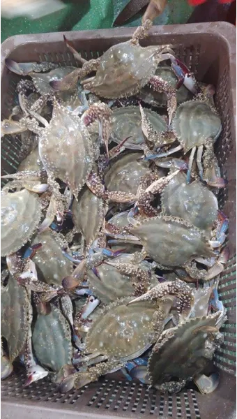 6월 꽃게 금어기 정확한 일정과 유통 제한 상세 정보 총정리_5