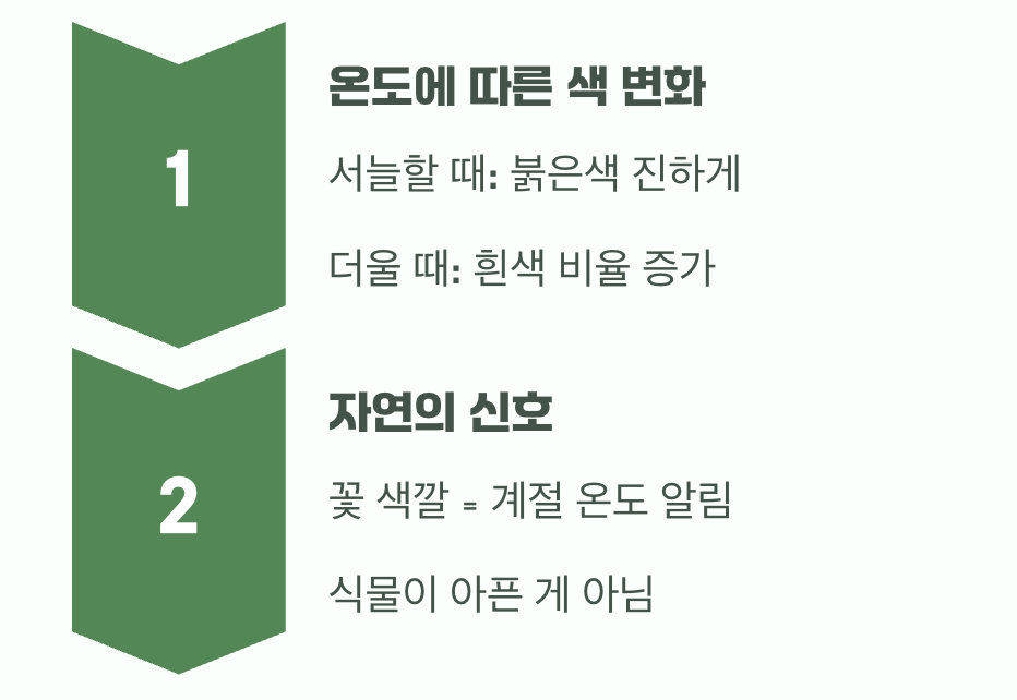 1. 이 식물의 가장 큰 매력&amp;#44; 변덕쟁이 꽃