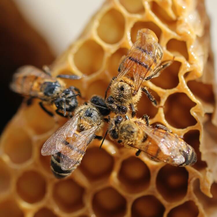벌과-벌집