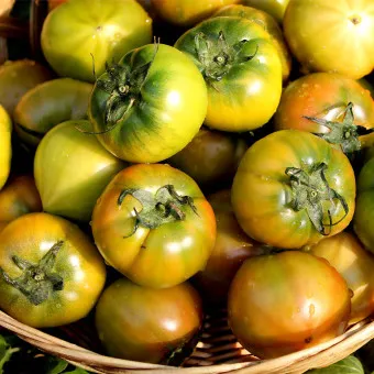 대저토마토 효능 부작용_2