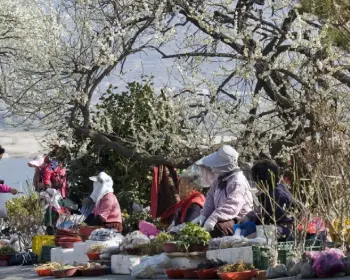 광양 매화축제_17