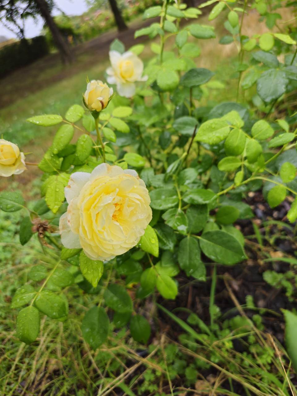 장애인 자립을 위한 선진국 모델
