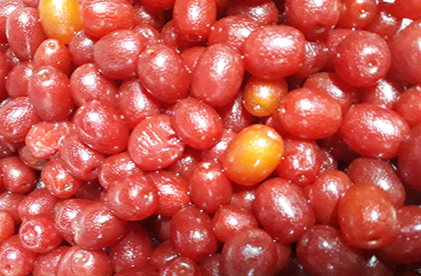 보리수 열매 효능