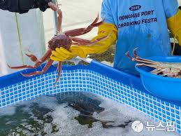 동해항 크랩 킹 페스타 기본일정과 특징 소개 초대가수 장민호 울랄라세션 박구윤 서영은 유태화 출연