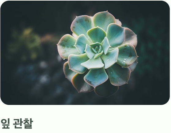 &amp;#39;과습&amp;#39;이라는 유일한 적을 피하는 법