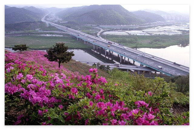 연산홍 묘목 가지치기 키우는 방법 과 철죽(철쭉) 구별법 알아보기