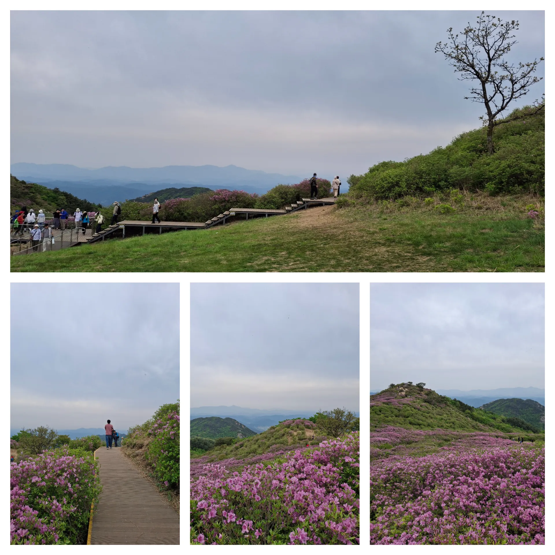 봄 황매산