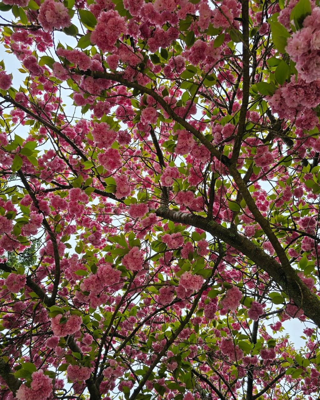 [4월 봄꽃 여행]순천 선암사❘진달래, 겹벚꽃, 홍매화, 개화시기
