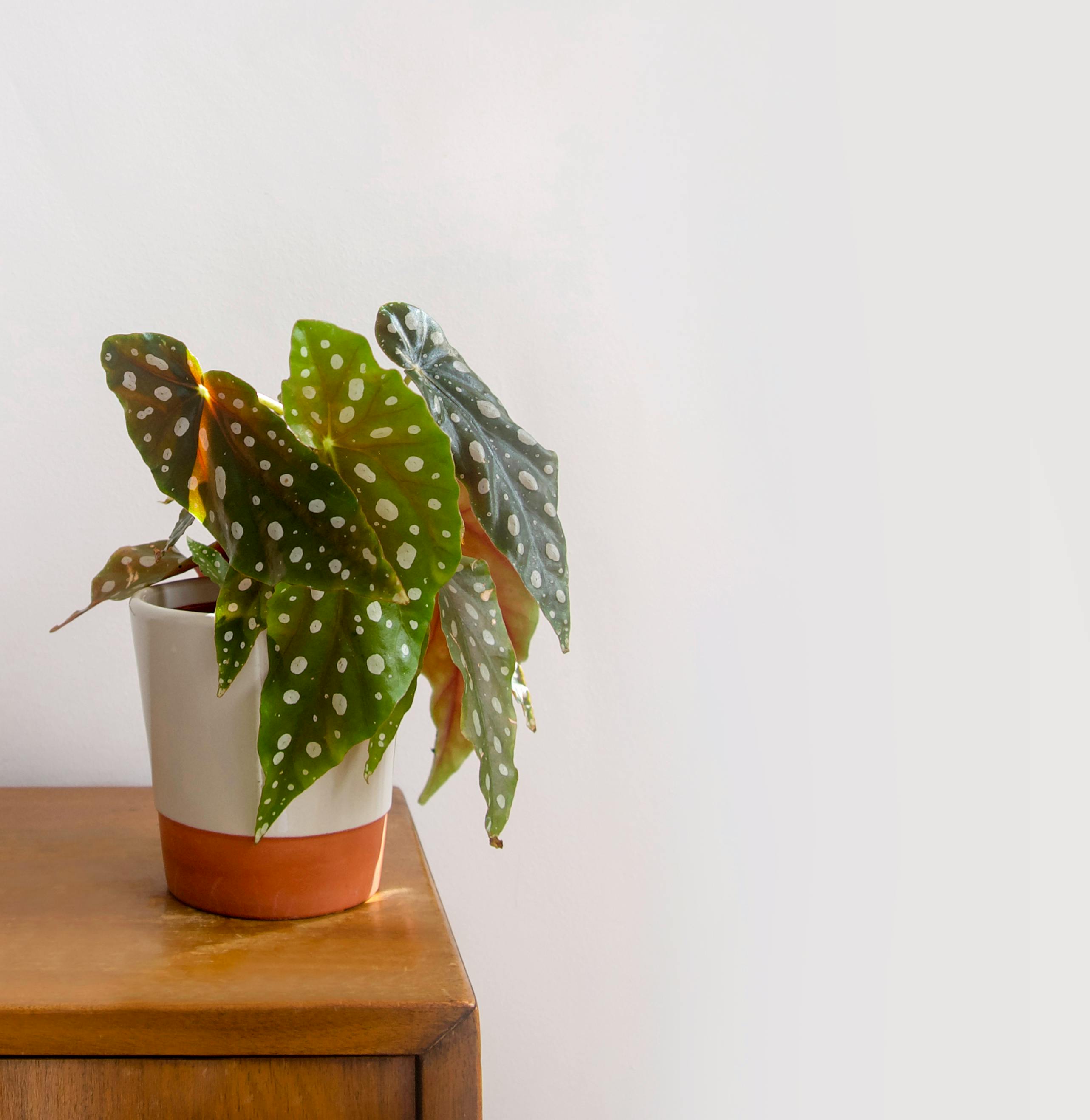 🌸 베고니아 마큘라타 (Begonia maculata)