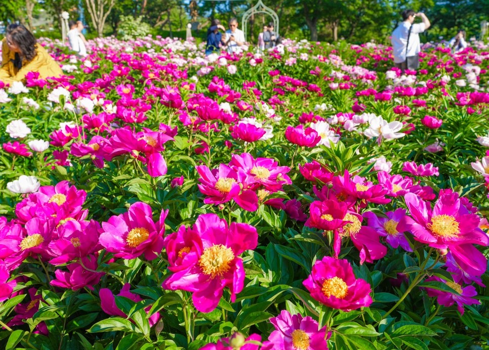 서울대공원 장미축제