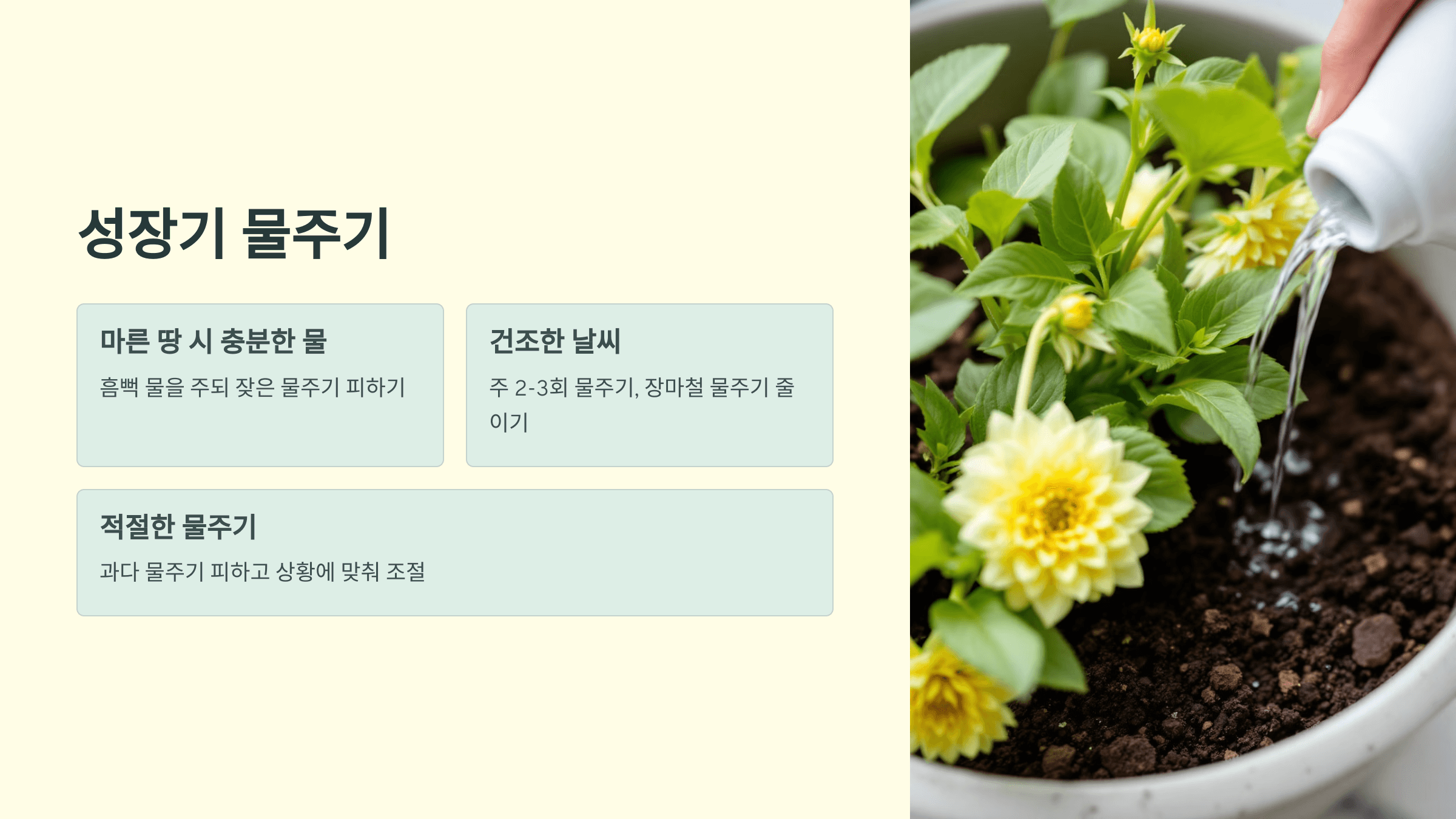 다알리아꽃 사진입니다.