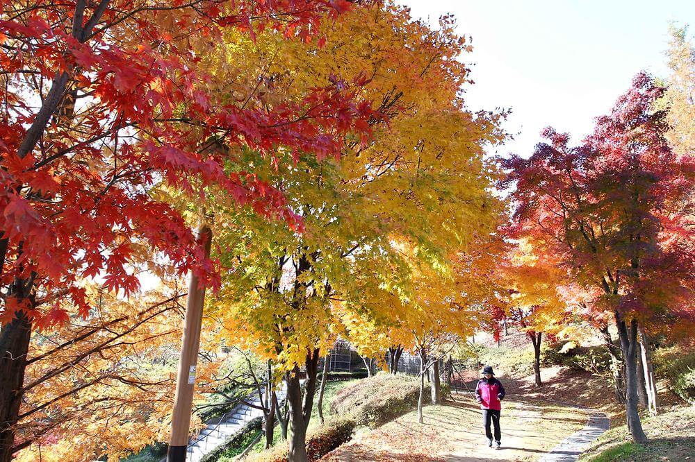 가을 감성 폭발! 인천&middot;부천 단풍 포토존 &amp; 인생샷 명소 추천