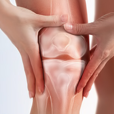 프로테오글리칸 연골 역할