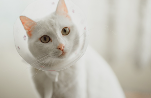 엘리자베스 칼라를 하고 있는 고양이