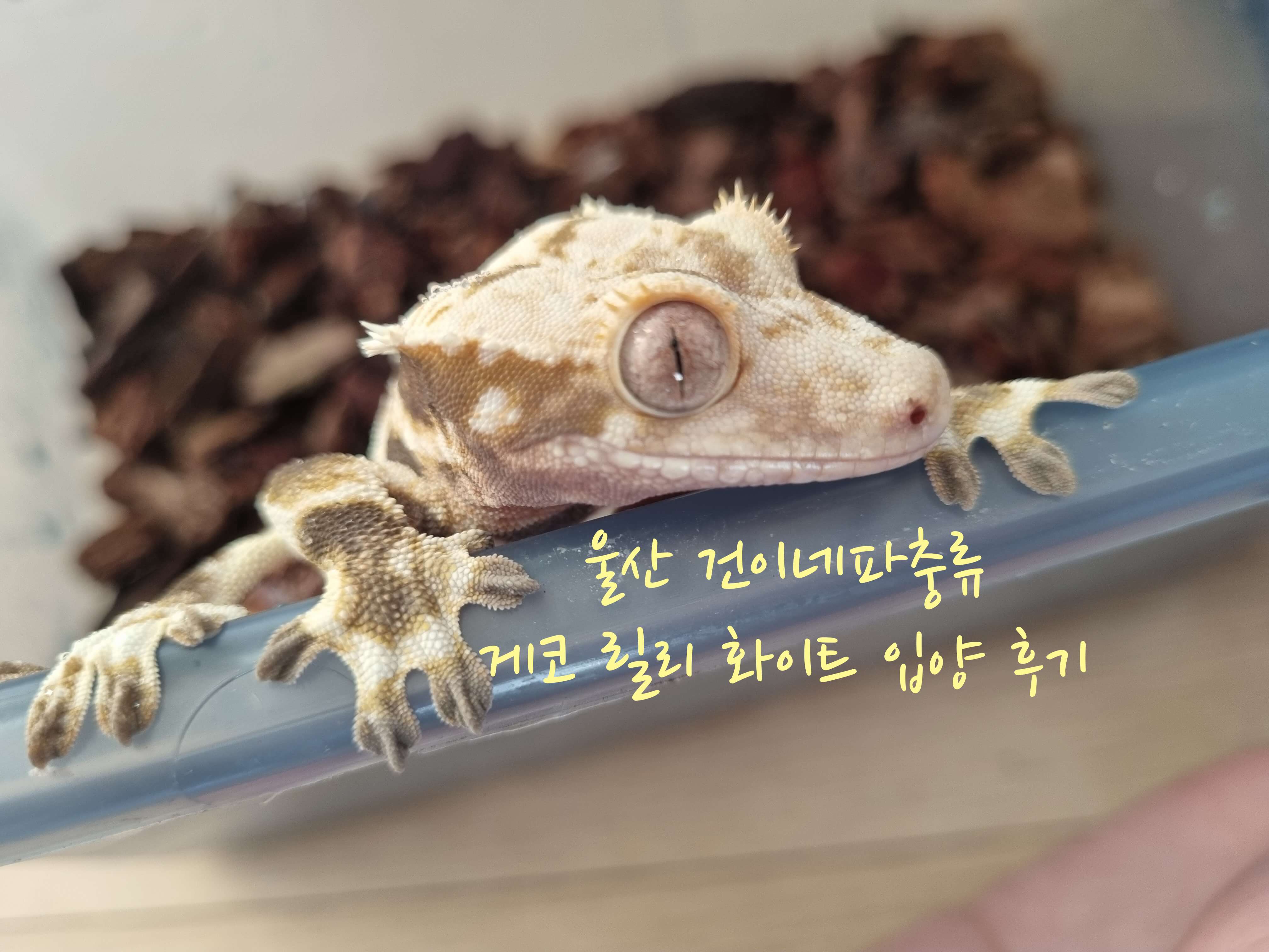 울산 건이네파충류