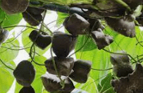 하늘마 먹는법 효능 부작용