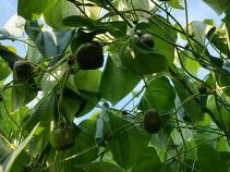 하늘마(열매마)2