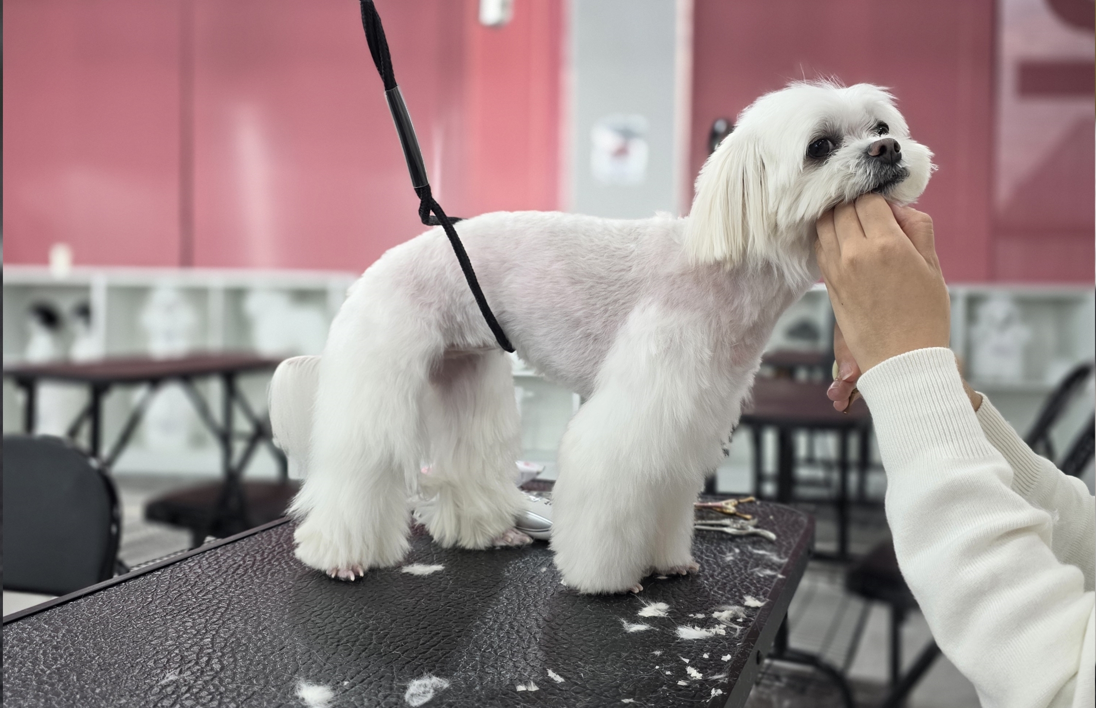 서면애견미용자격증