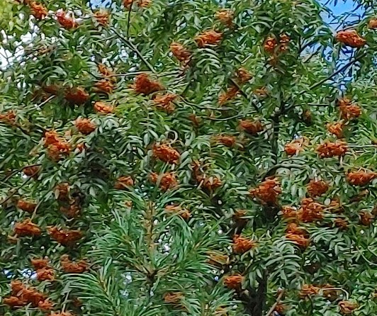 마가목 열매 효능