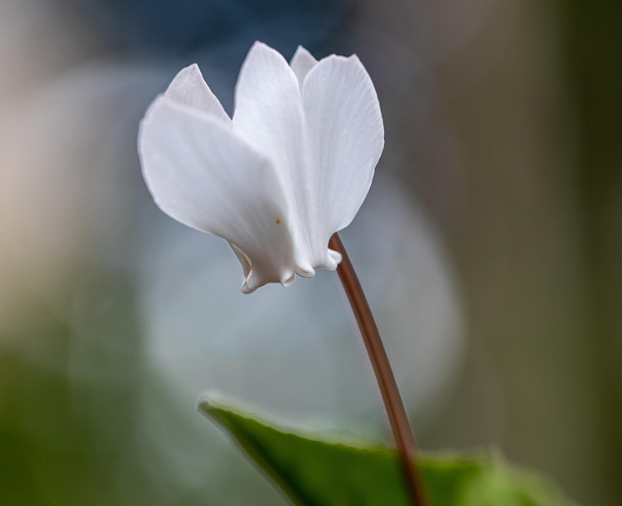 겨울 꽃 시클라멘