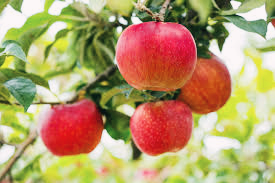 산불피해 사과 가격 상승