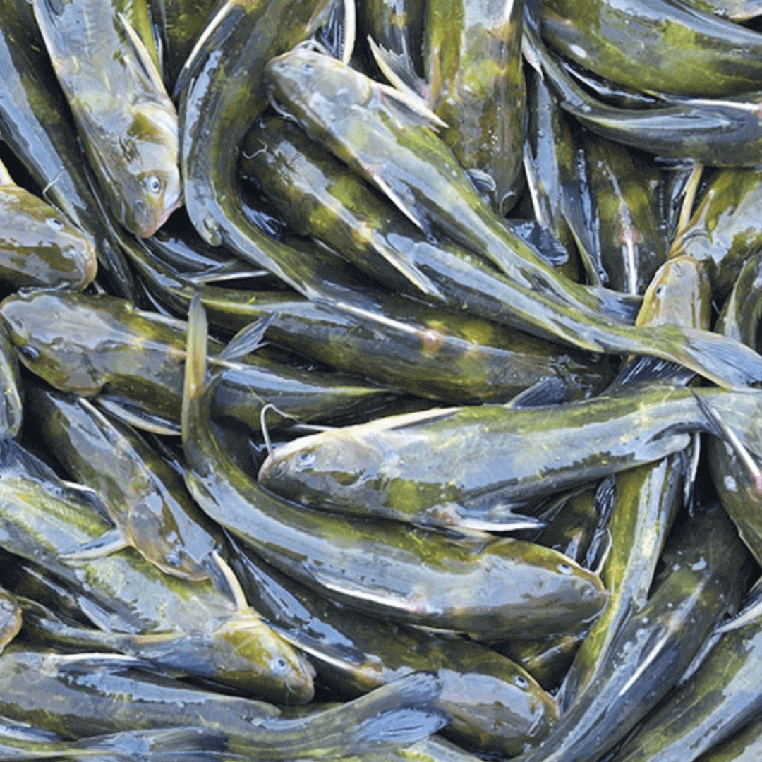 제철 수산물 동자개