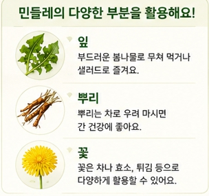민들레장조림이미지