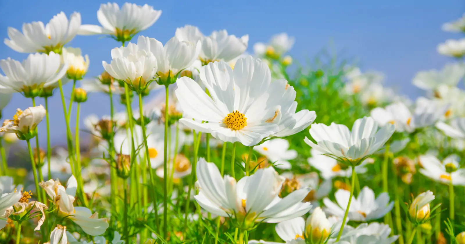 꽃이름 알려주는 어플