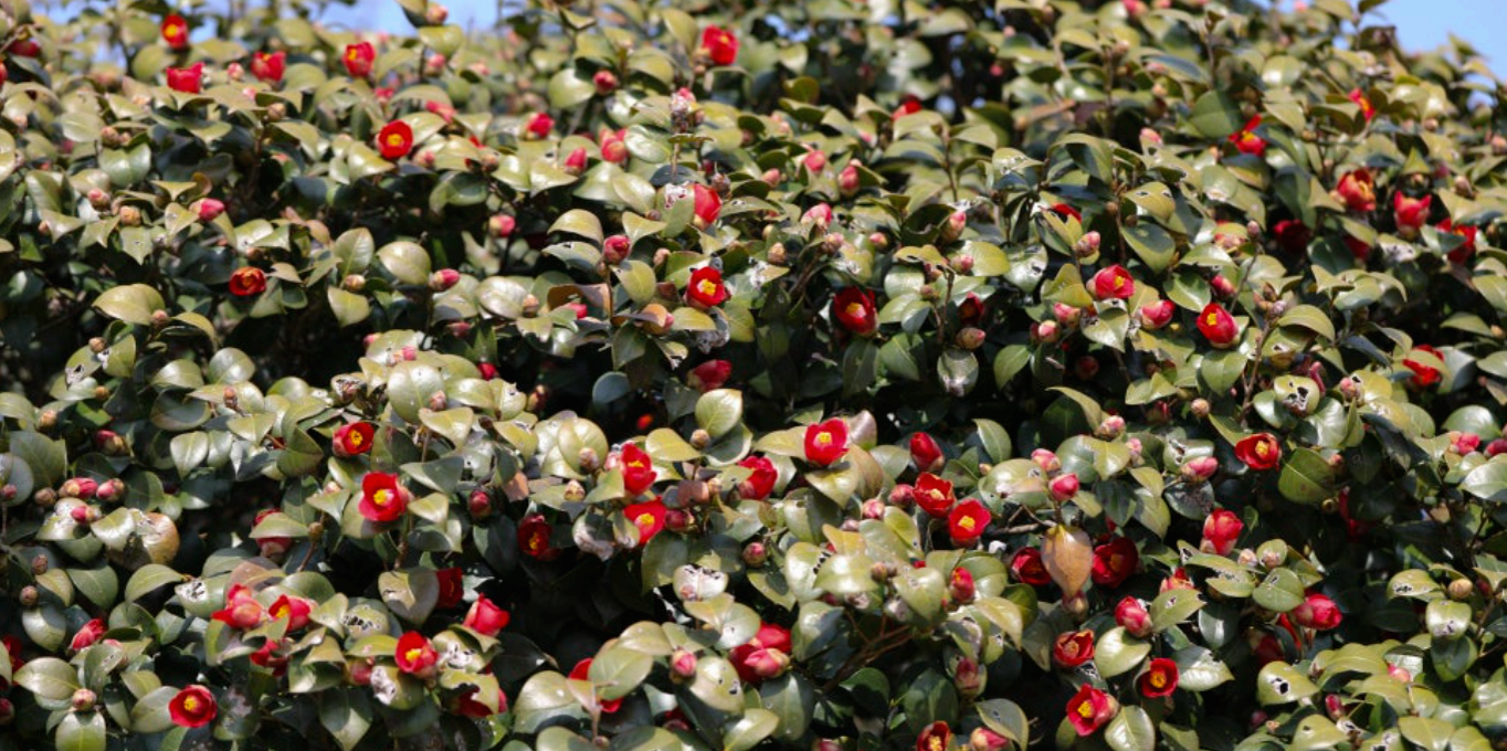 [4월 축제]사계절의 모습이 다 아름다운 고창 선운사❘동백꽃, 홍매화 사진 이벤트