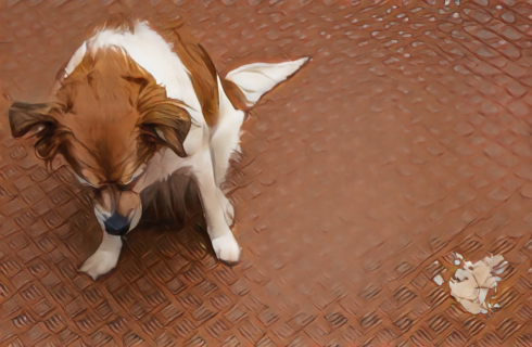 강아지들이 노란색 구토를 하는 이유- 반려견 소화 불량 썸네일