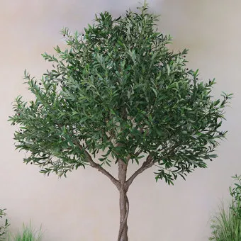 올리브 나무 키우는법 5가지 치명적 실수와 해결책 총정리를 안내_6