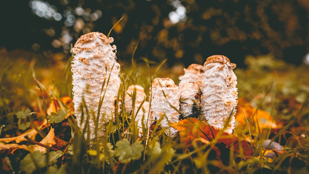 Wild Food